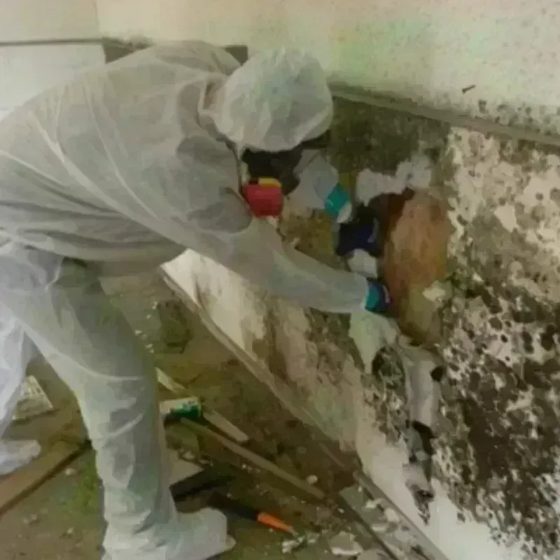 Mold Remediation and Removal in Saint Helena, CA